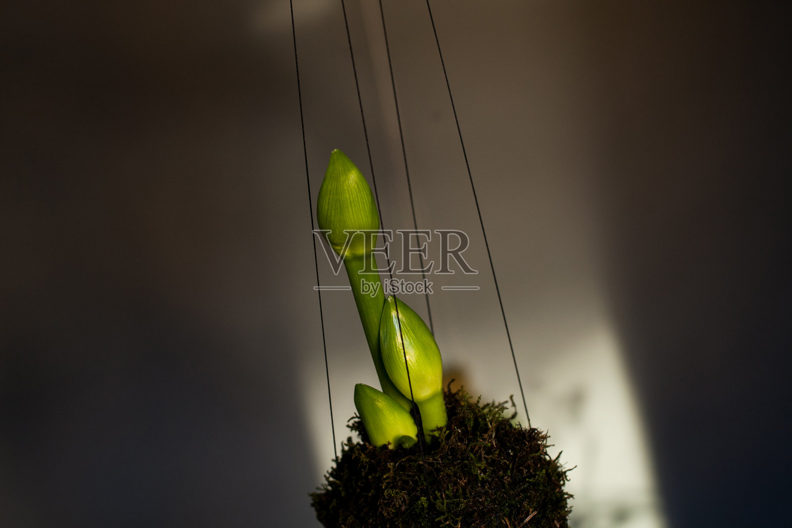 孤挺花的花蕾Kokedama照片摄影图片