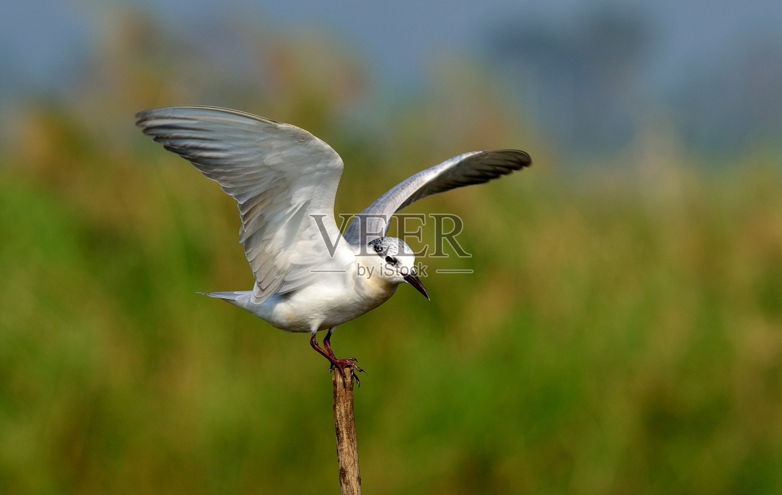 鸟准备起飞照片摄影图片