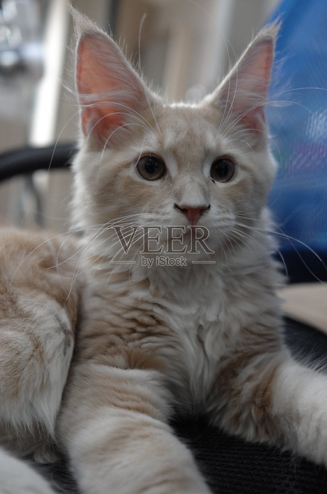 黄色缅因猫坐在椅子上照片摄影图片