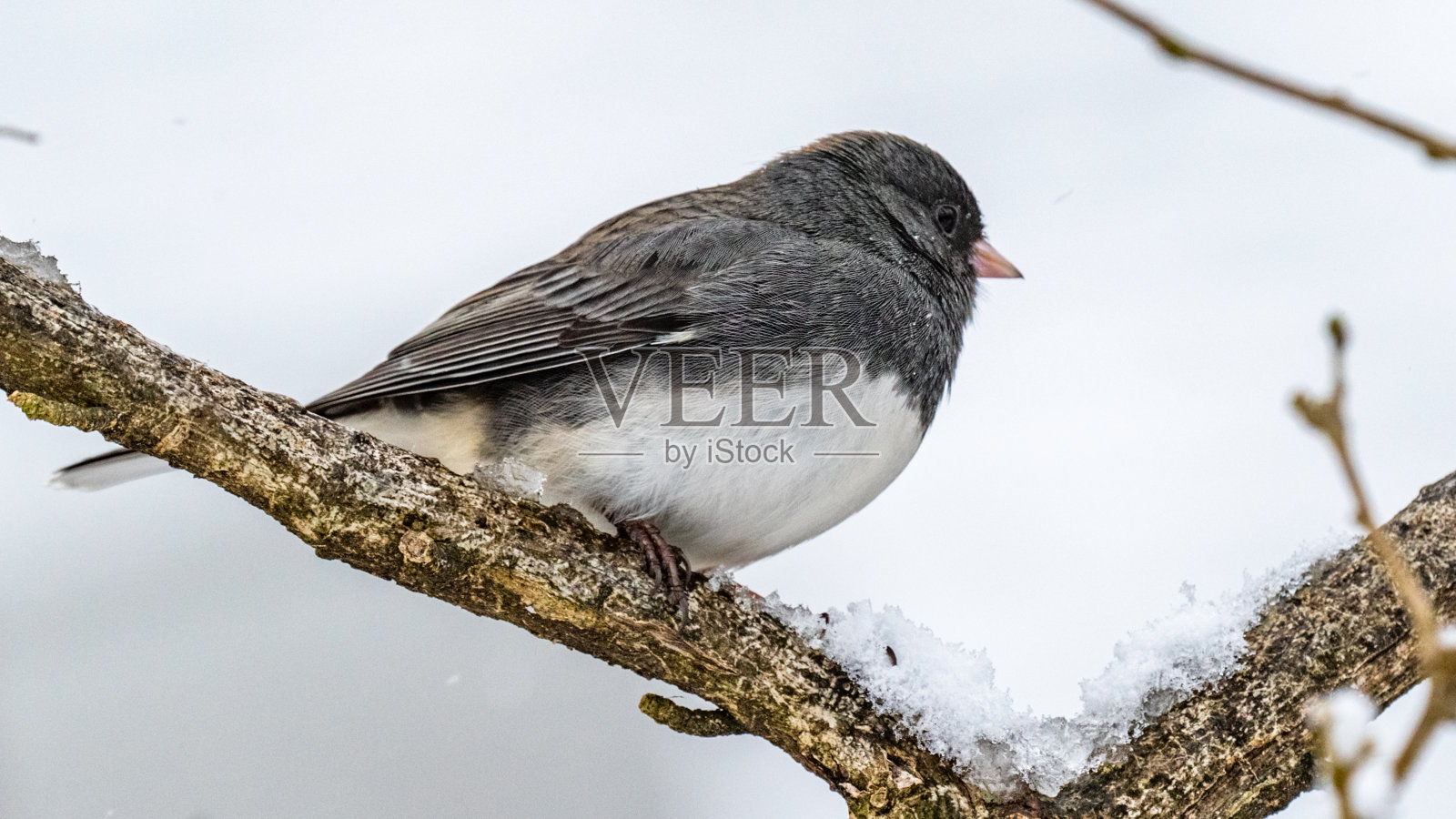Junco鸟在树枝上的雪照片摄影图片