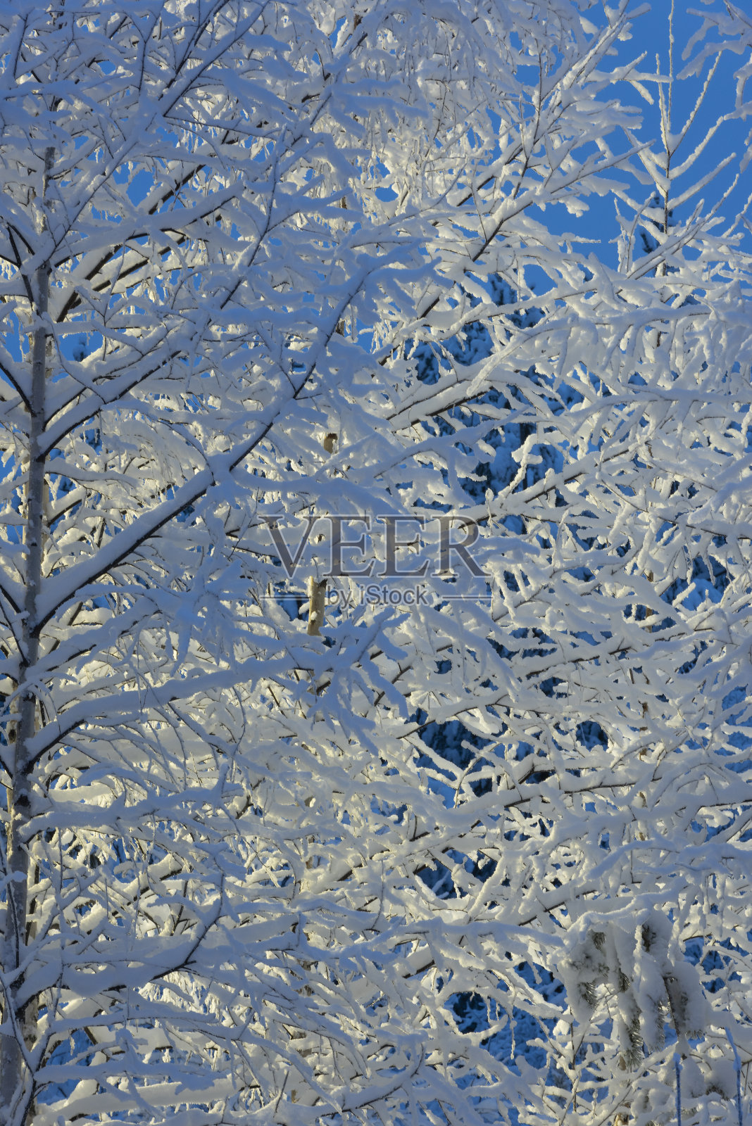 冬天拉普兰的树木在寒冷中结晶体照片摄影图片