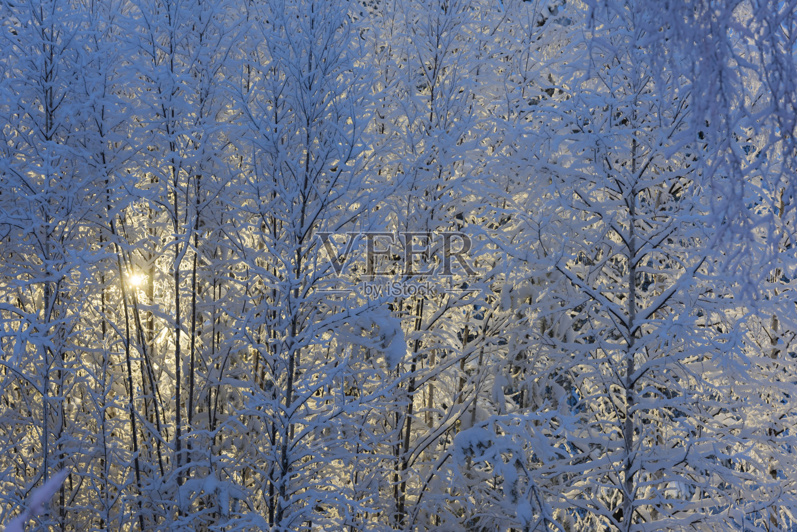 冬天拉普兰的树木在寒冷中结晶体照片摄影图片