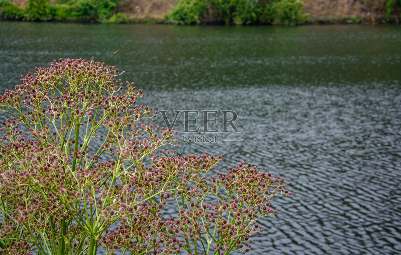 河里种着紫色果实的植物照片摄影图片