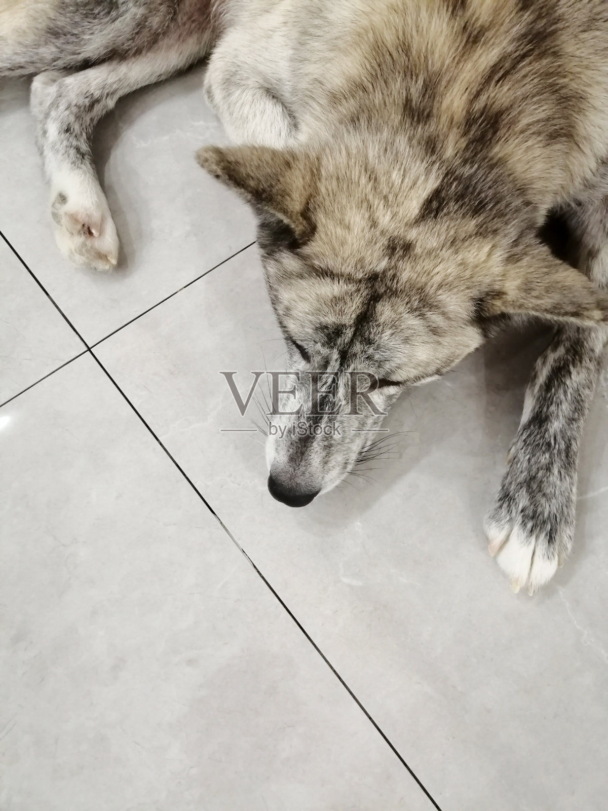 秋田犬。秋田犬和雪橇犬的杂交品种照片摄影图片