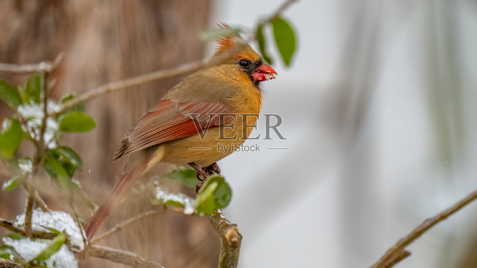 雪地上栖息的红衣主教照片摄影图片