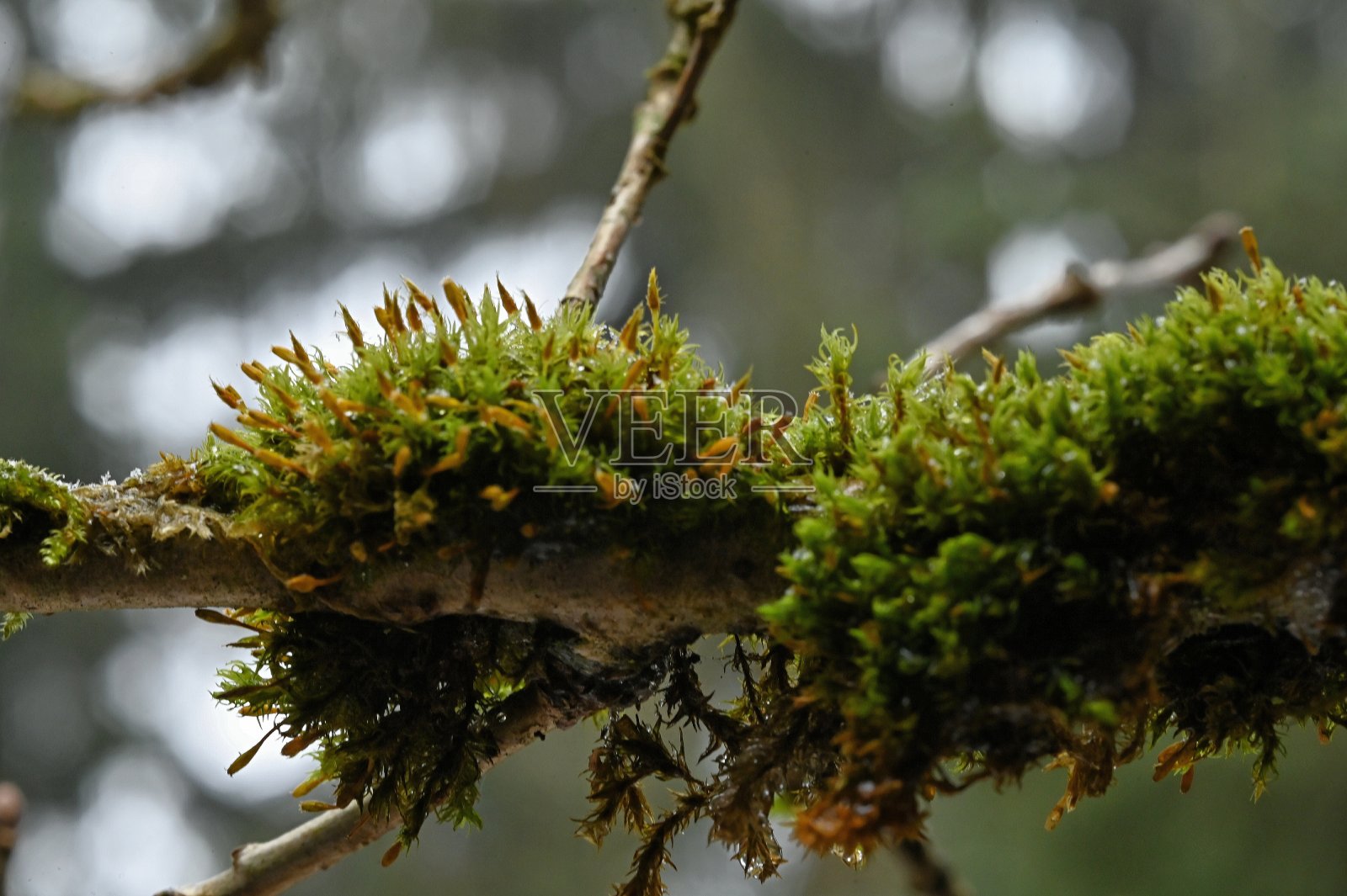 树苔照片摄影图片