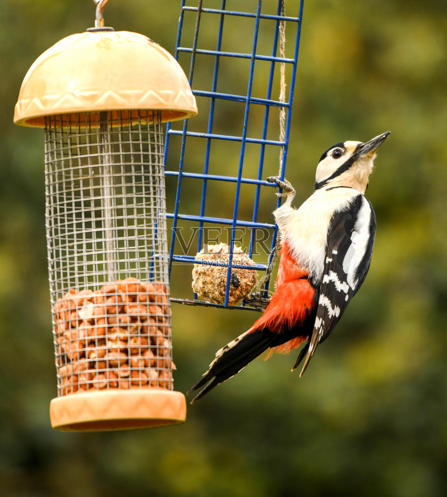 花园喂鸟器上的大斑点啄木鸟照片摄影图片