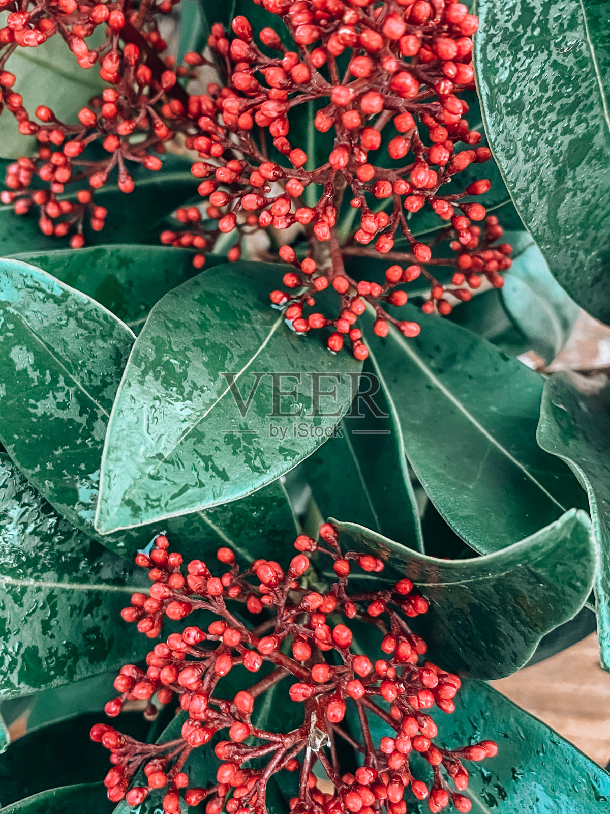冬天的植物照片摄影图片