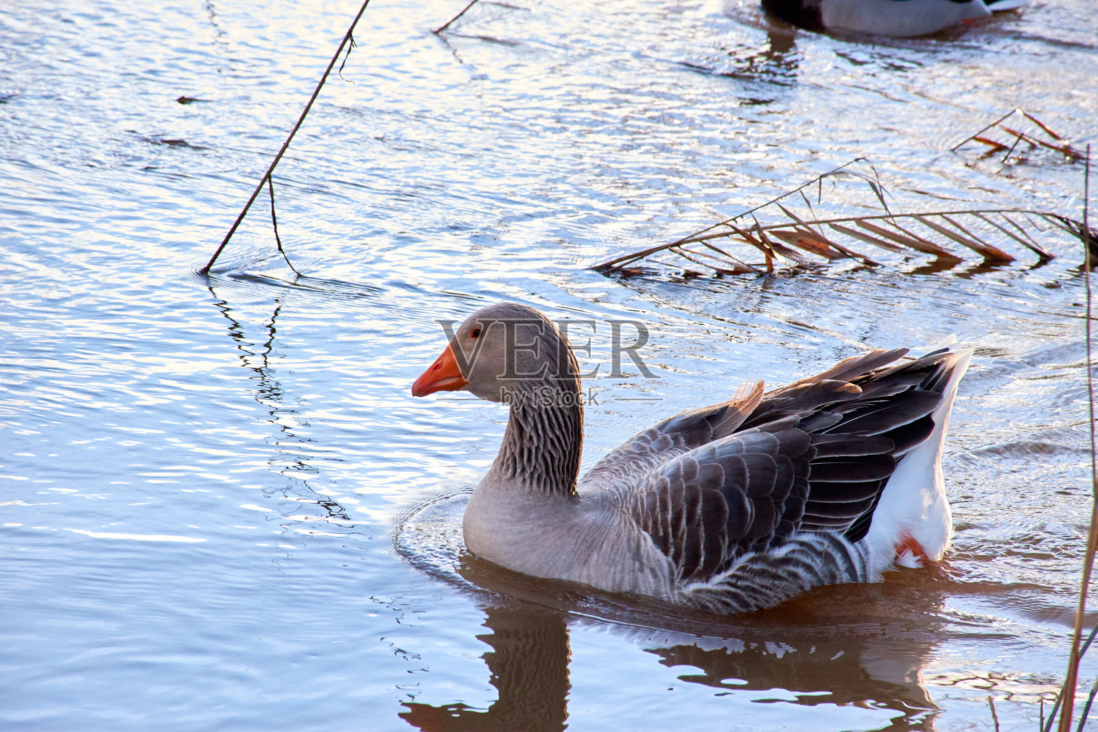 鹅在河里游泳寻找食物照片摄影图片