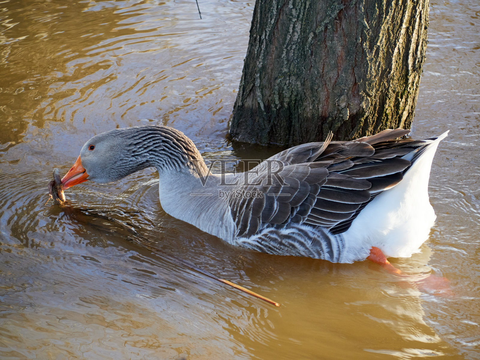一只鹅在河里寻找食物的特写镜头。照片摄影图片