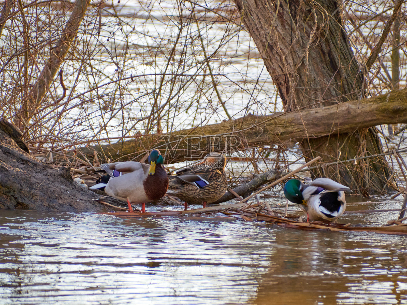 日落时，一只鹅在河里游泳的特写镜头。照片摄影图片
