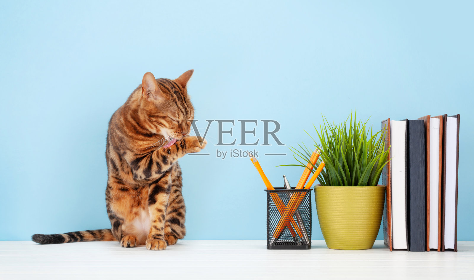 有猫和办公用品的工作空间照片摄影图片