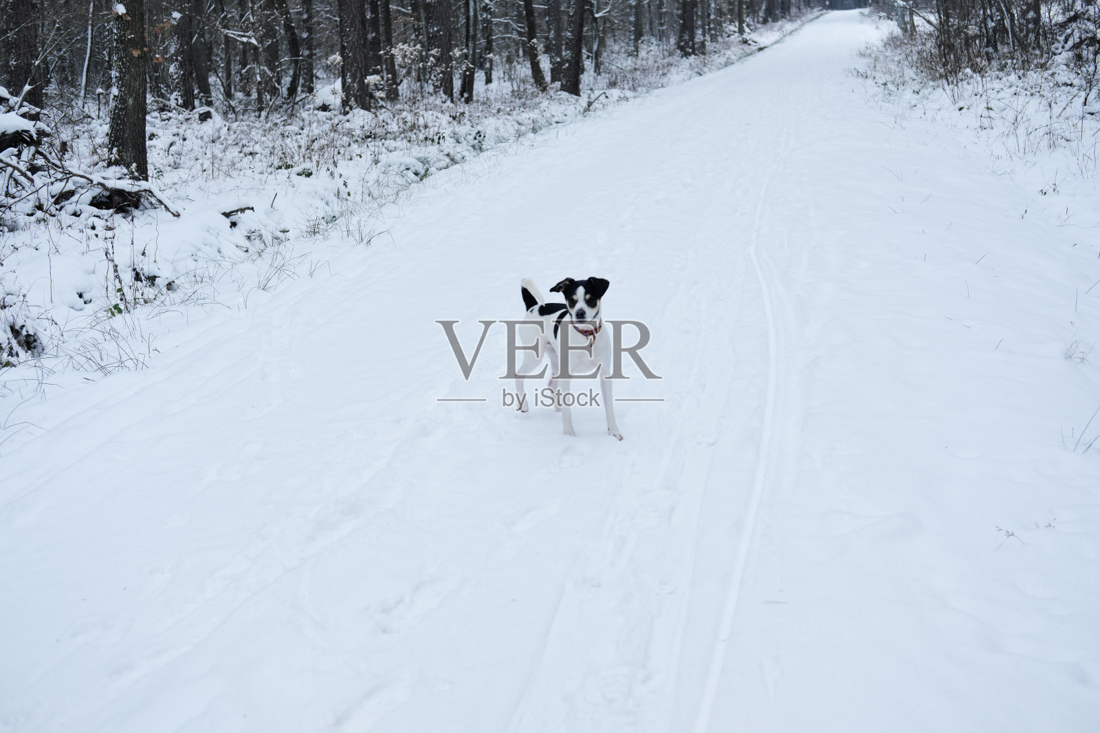 可爱的狗在白雪覆盖的道路在森林里的冬天照片摄影图片