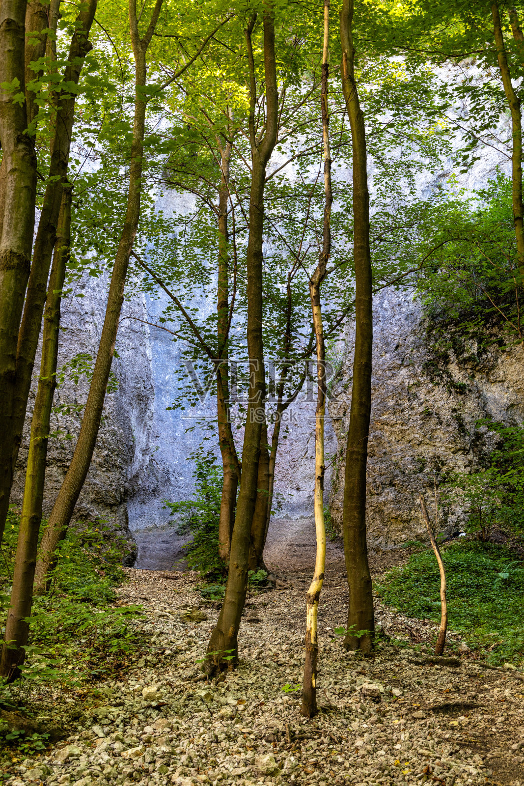 小波兰茹拉克拉科夫斯科-切斯托科夫斯卡高地贝德科夫斯卡山谷的奥基涅克贝德科夫斯基岩石的树木基地照片摄影图片