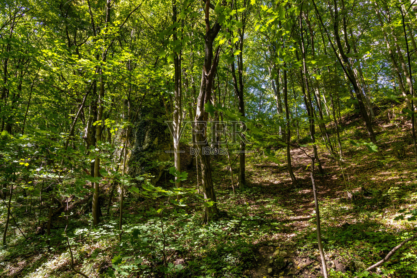 小波兰克拉科夫斯科-切斯托科夫斯卡高地贝德科夫斯卡山谷的混交林照片摄影图片