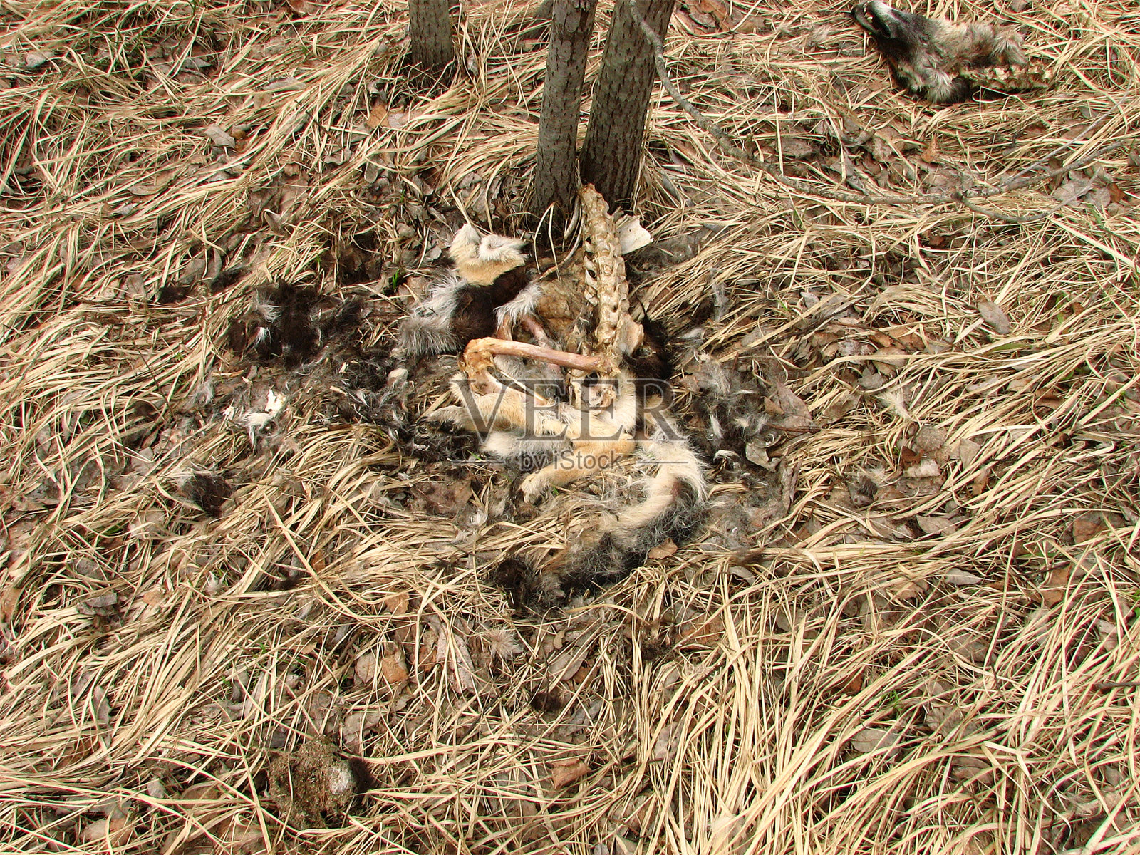 狗在森林里被狼撕碎吃了。照片摄影图片