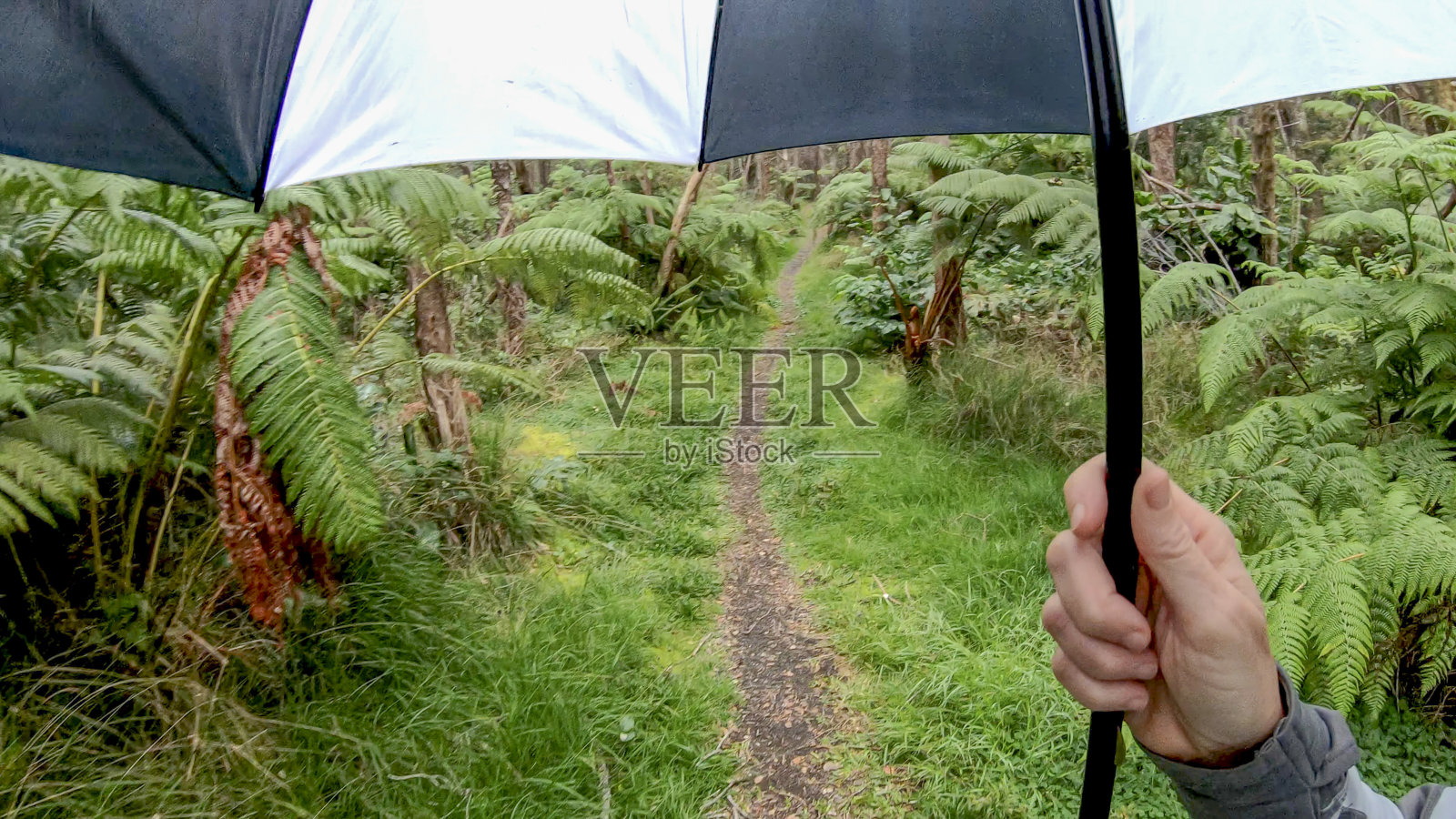 妇女徒步沿着森林小径，热带雨林照片摄影图片