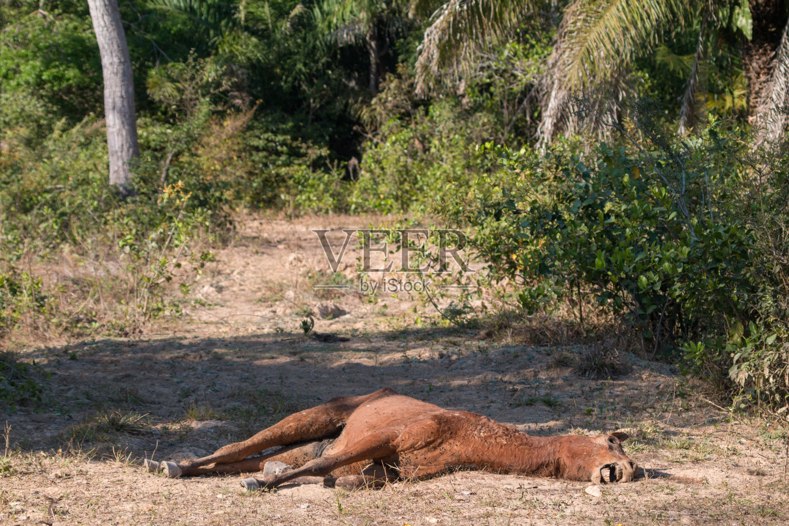 巴西潘塔纳尔湿地的死潘塔涅罗马照片摄影图片