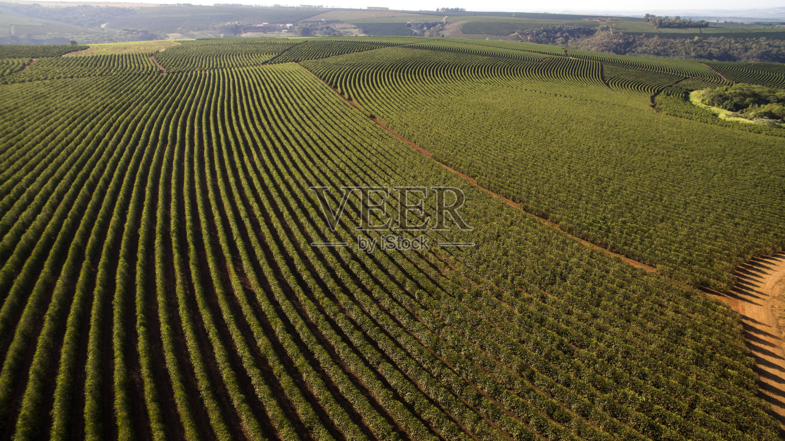 鸟瞰图咖啡种植园在米纳斯吉拉斯州-巴西照片摄影图片