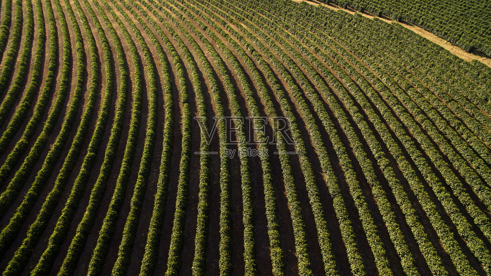 鸟瞰图咖啡种植园在米纳斯吉拉斯州-巴西照片摄影图片