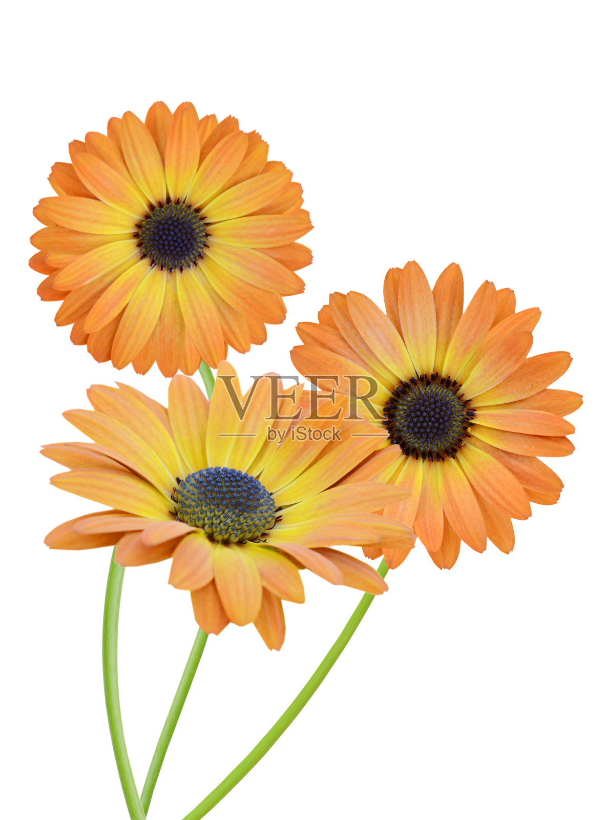 一束三黄色的菊花花在白色上照片摄影图片