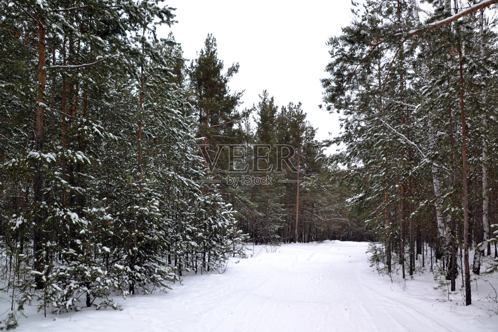 冬天，雪，森林，风景，树木照片摄影图片