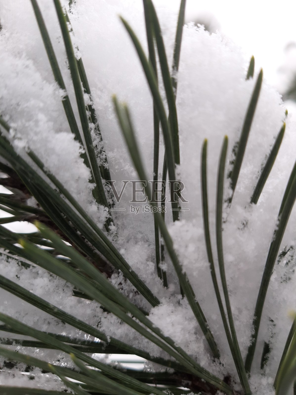松枝在雪中照片摄影图片