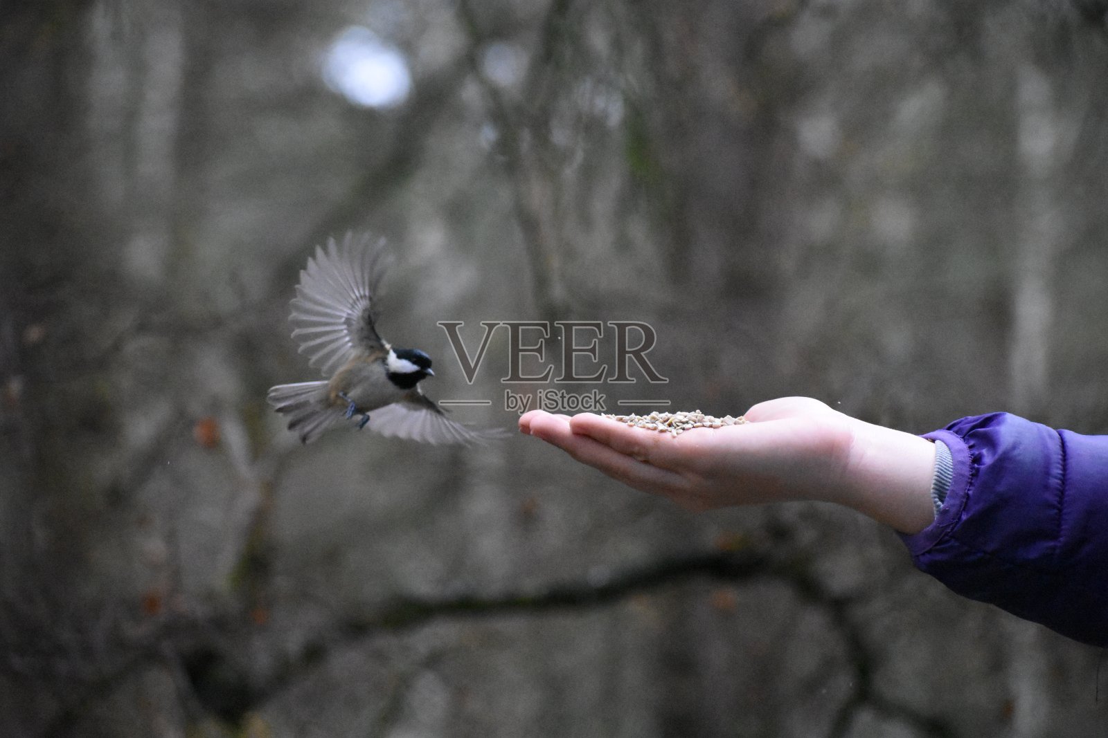 煤山雀用手喂食皇家鸟类保护协会苏格兰凯恩戈姆湖加滕自然保护区阿伯内西森林照片摄影图片