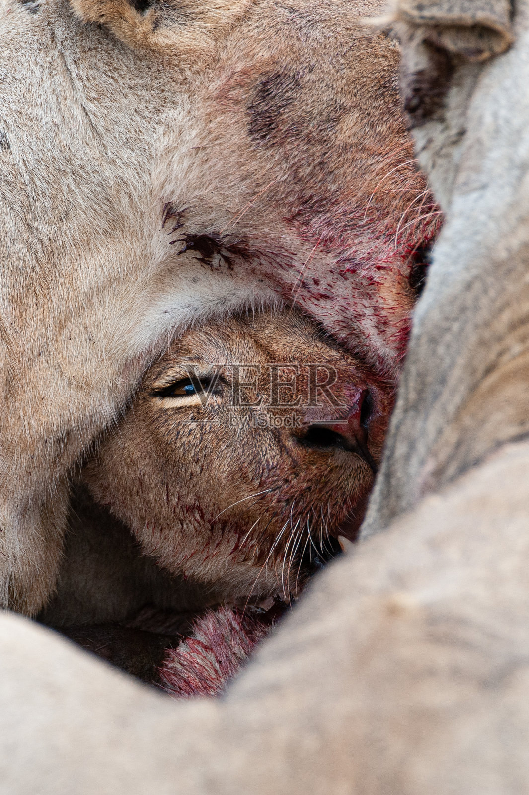 年轻的狮子喂养照片摄影图片