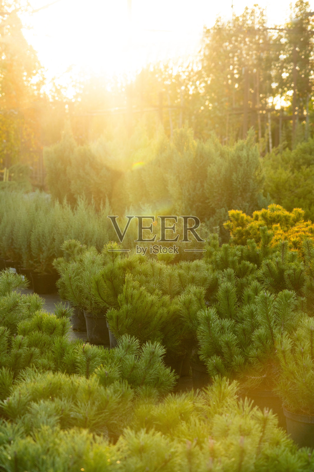 日落花园里的植物。商店的观赏植物在花盆。照片摄影图片