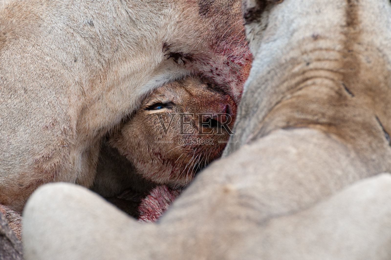 年轻的狮子喂养照片摄影图片
