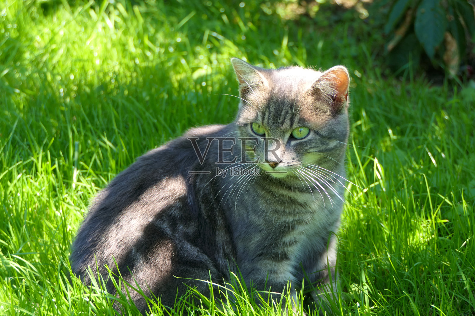 一只长着明显胡须的公猫的肖像，坐在草地上照片摄影图片