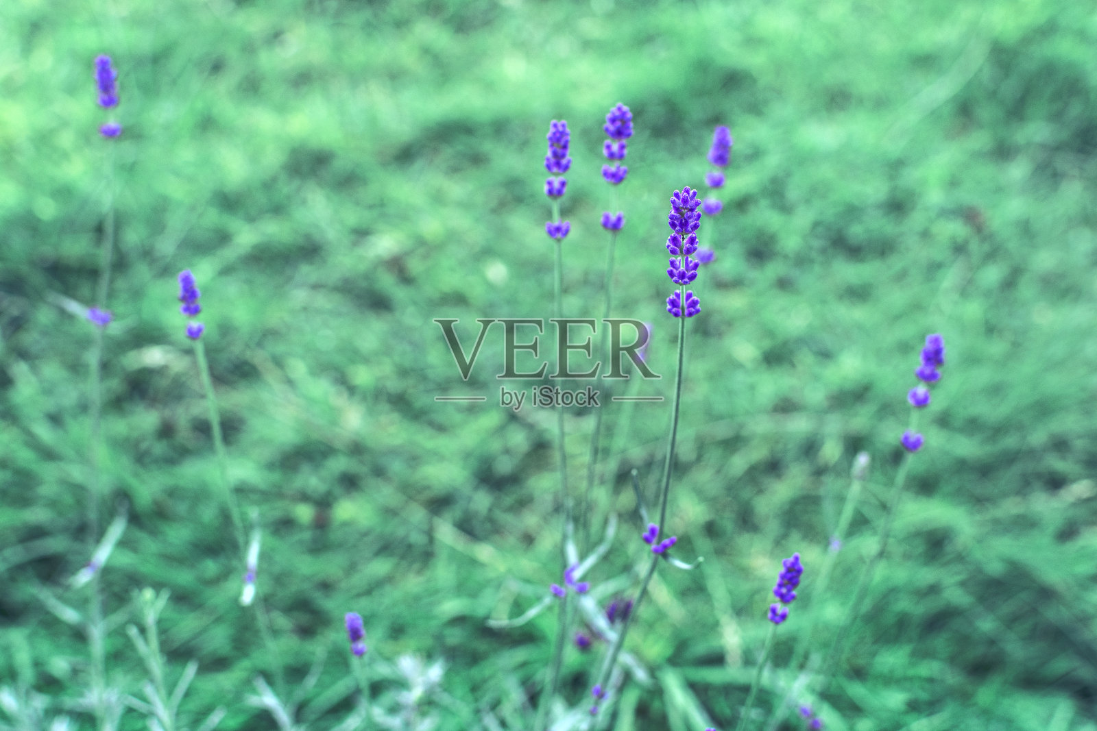 自家后院的薰衣草开花照片摄影图片