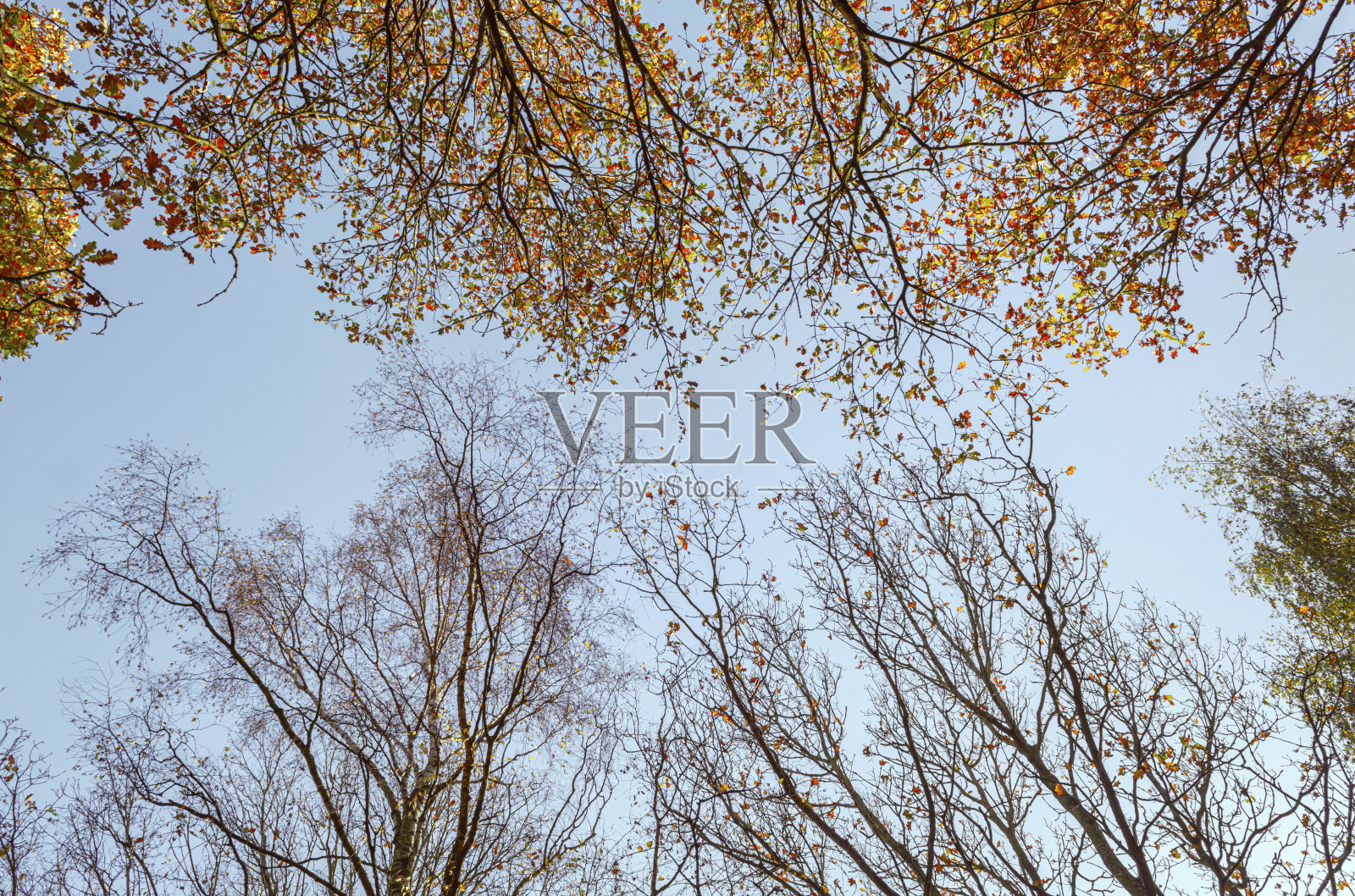 在秋天的晴朗天空的映衬下，树顶是红橙色的照片摄影图片