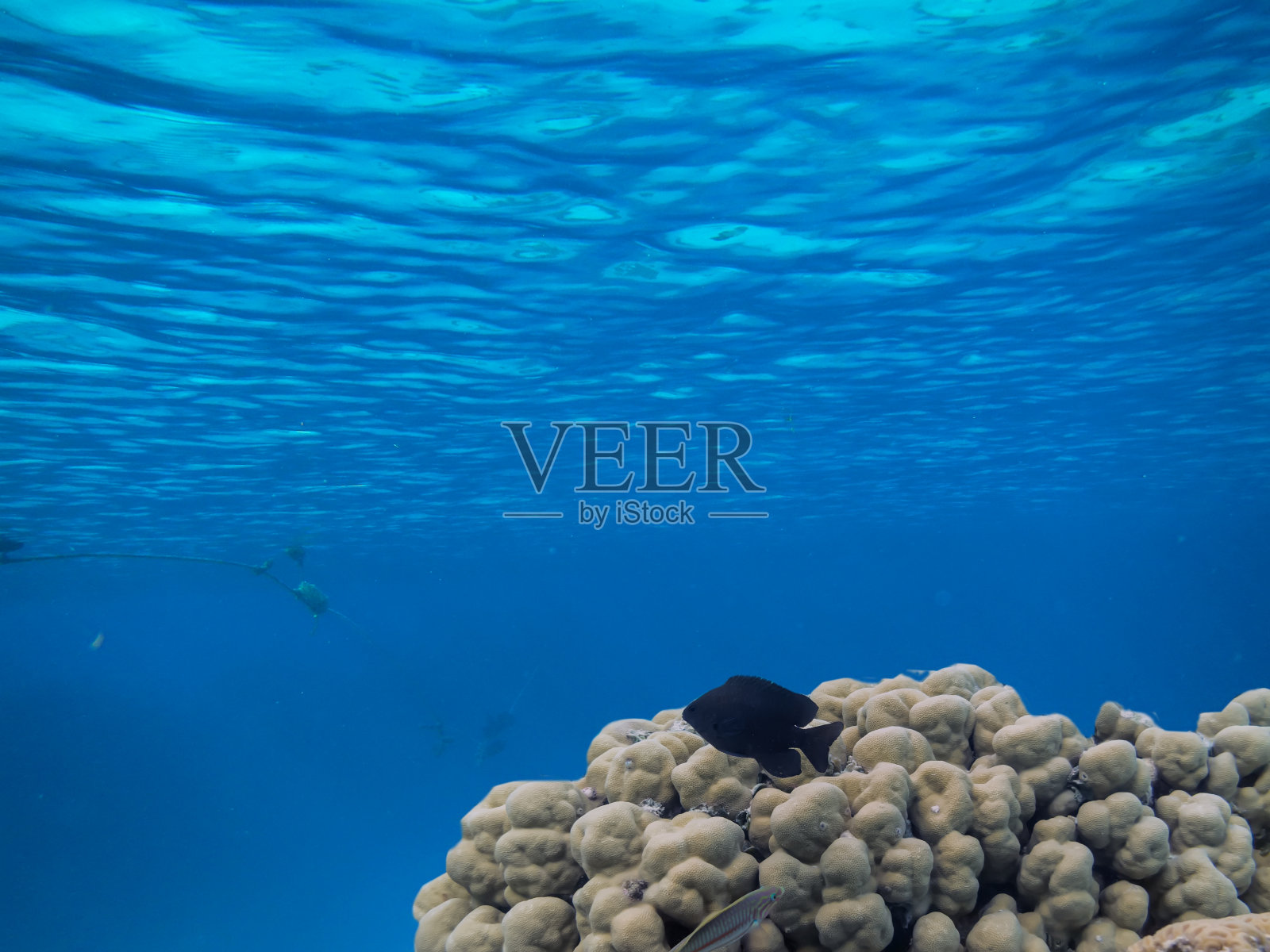 热带海床珊瑚礁阳光水下场景照片摄影图片