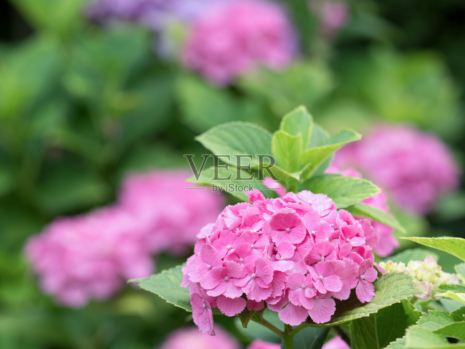 绣球花雨后盛开照片摄影图片