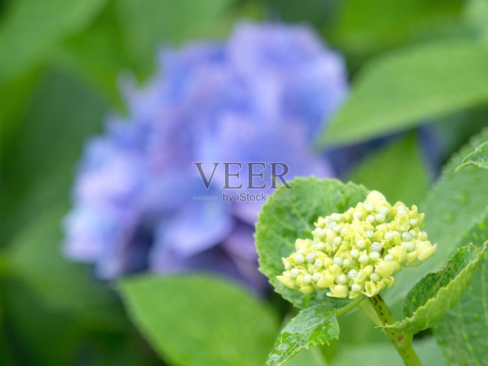 绣球花雨后盛开照片摄影图片