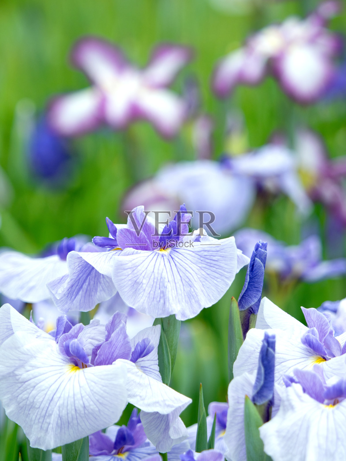 日本虹膜花照片摄影图片