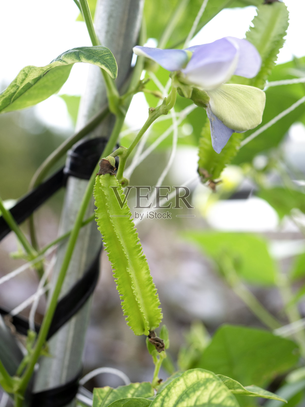 有翼的bean字段照片摄影图片