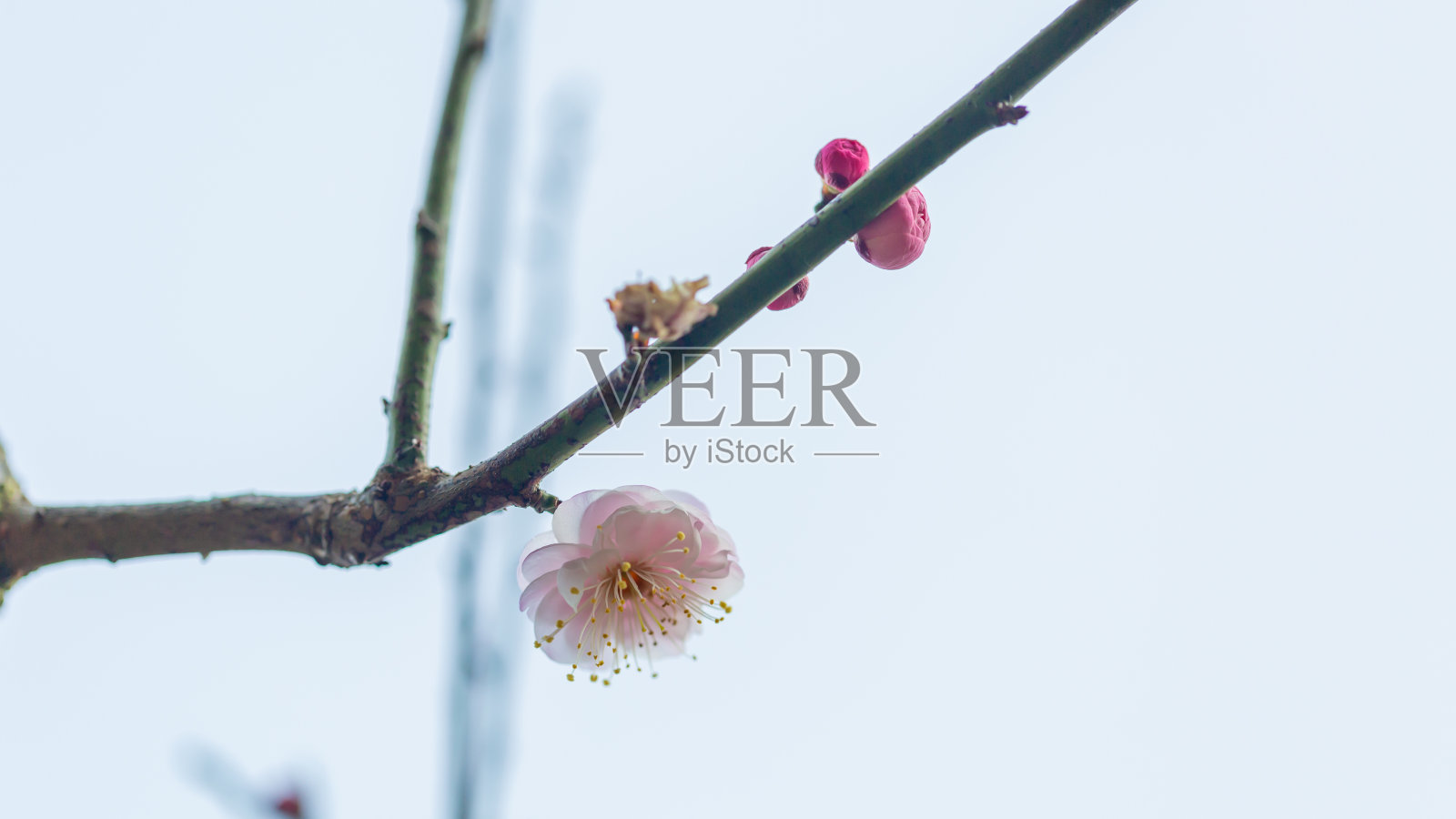 梅花照片摄影图片