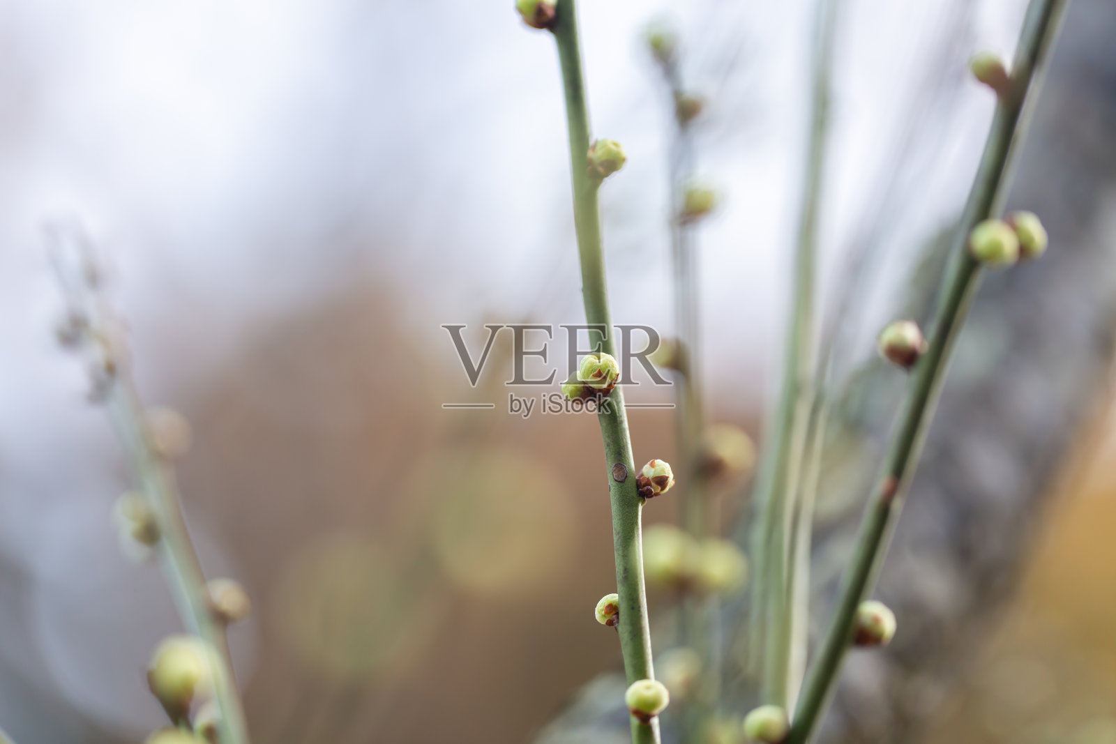 梅花照片摄影图片