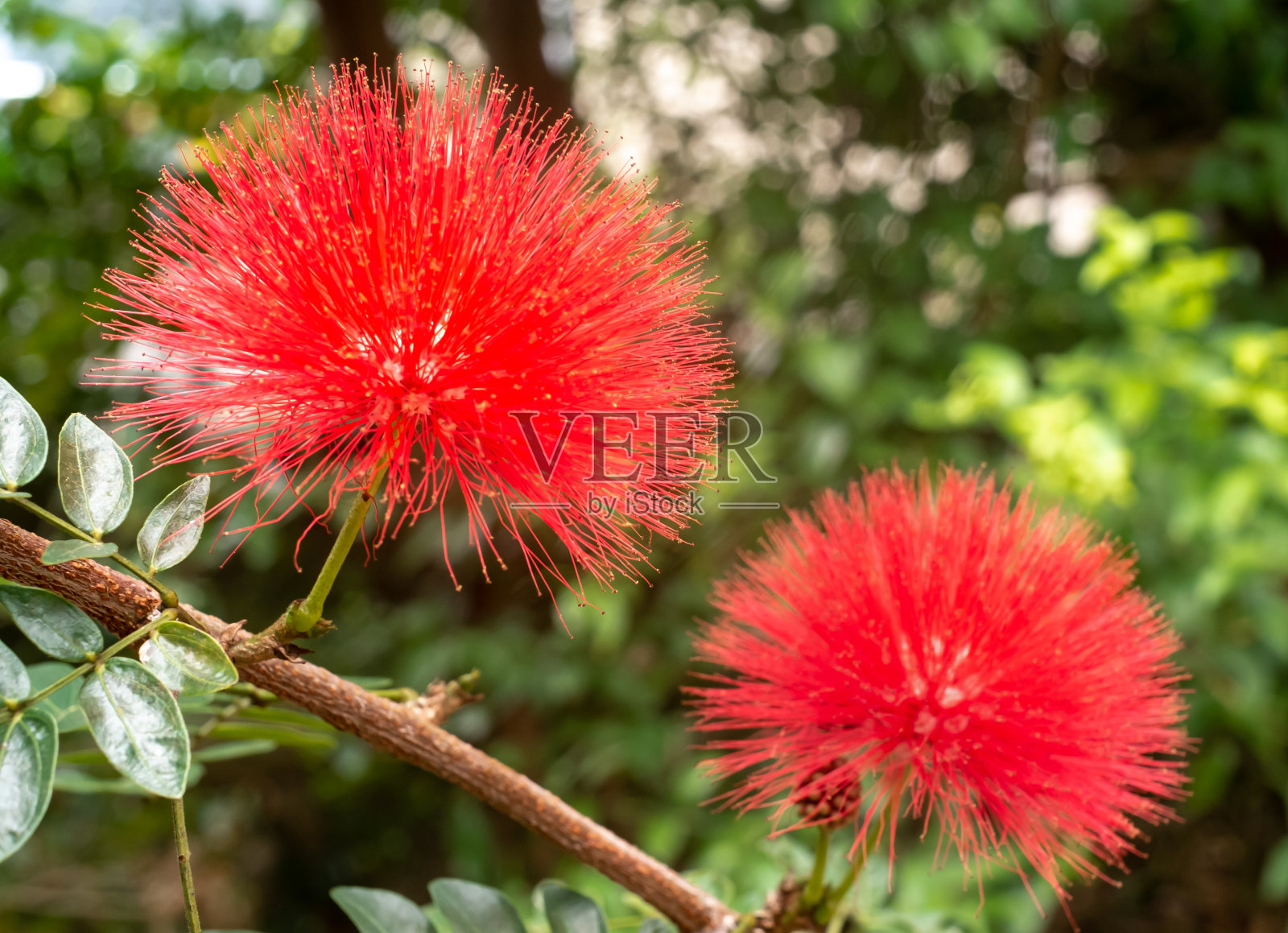 冲绳县盛开的紫菀花照片摄影图片