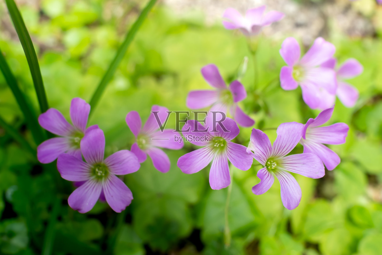 盖拉迪亚花在冲绳盛开照片摄影图片