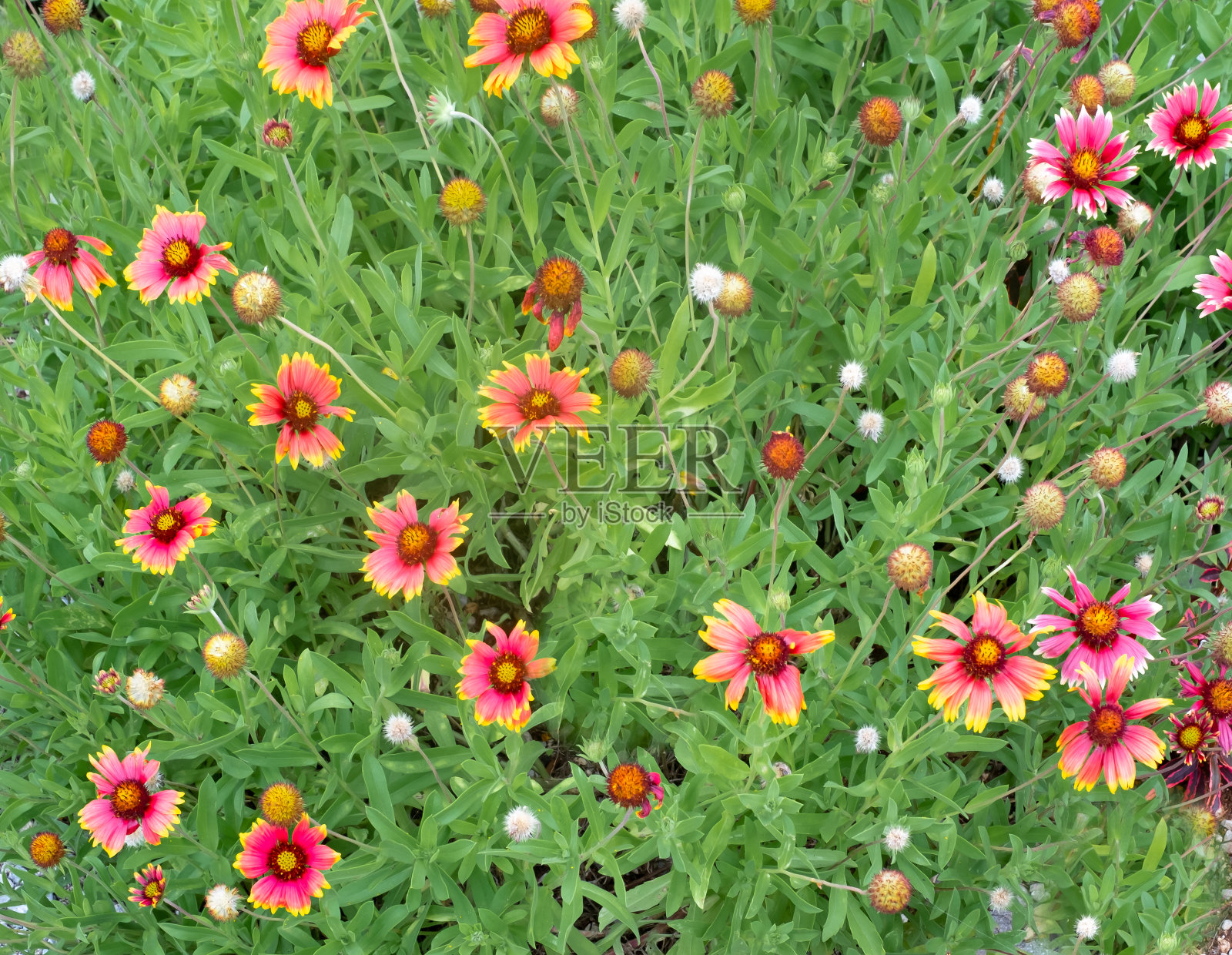 盖拉迪亚花在冲绳盛开照片摄影图片