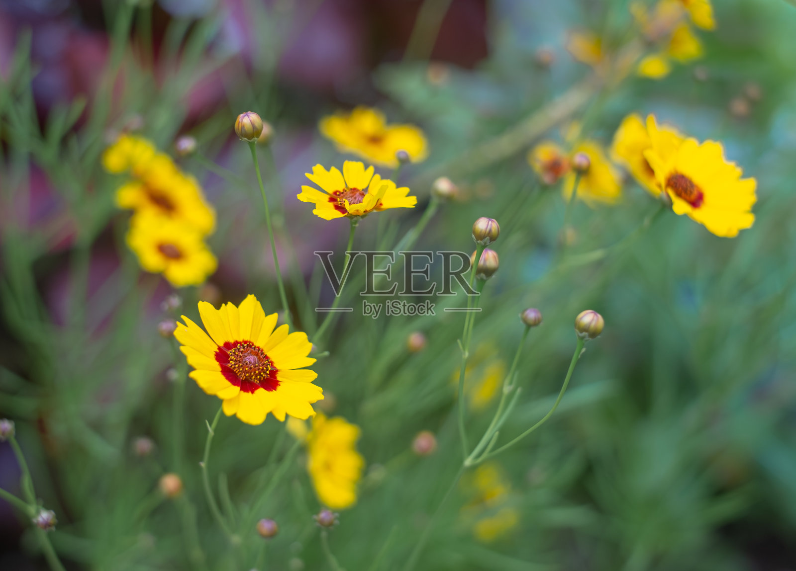在冲绳盛开的金凤菊照片摄影图片