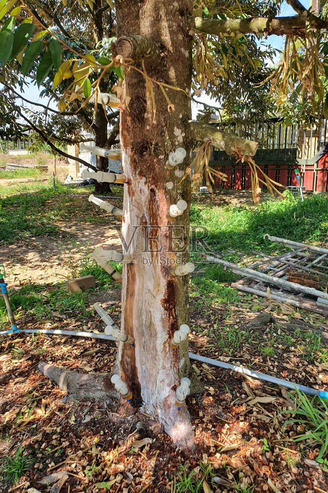 泰国农民治疗生病的榴莲照片摄影图片