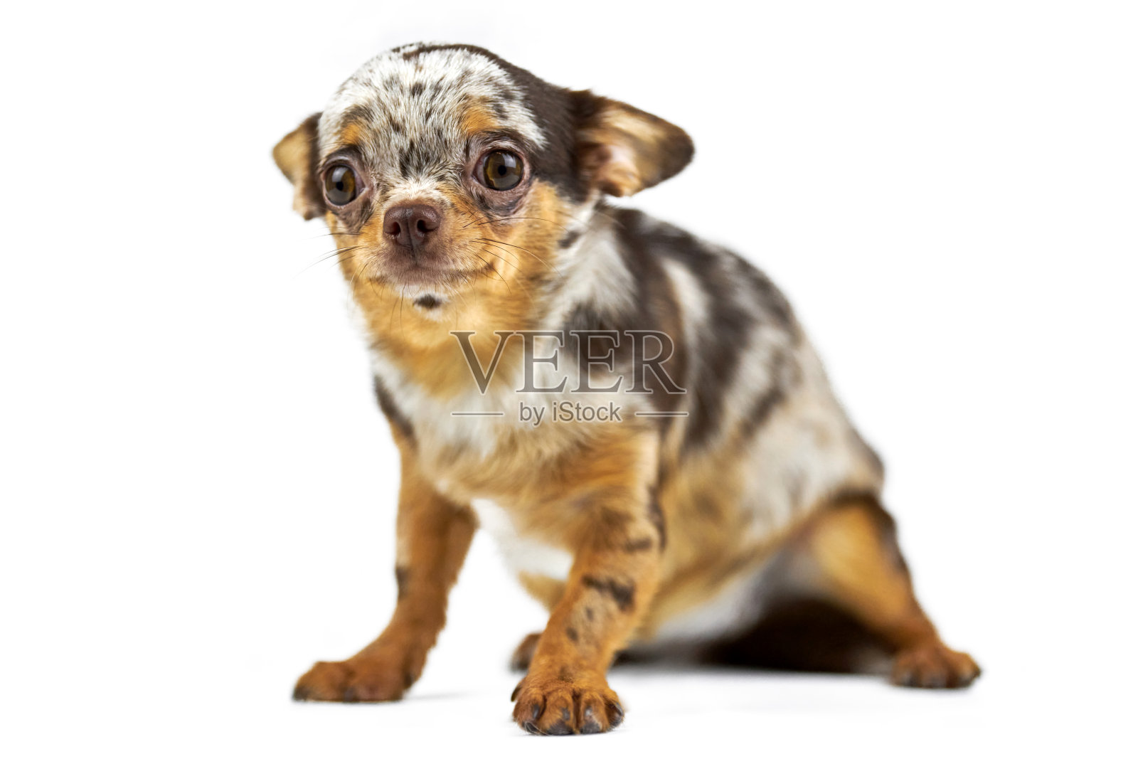 胆小的吉娃娃狗在白色孤立的背景照片摄影图片