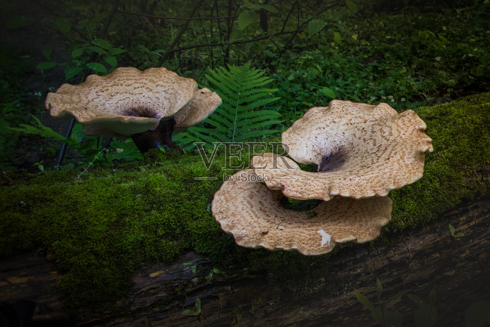 树蘑菇在一棵被苔藓覆盖的倒下的树上照片摄影图片