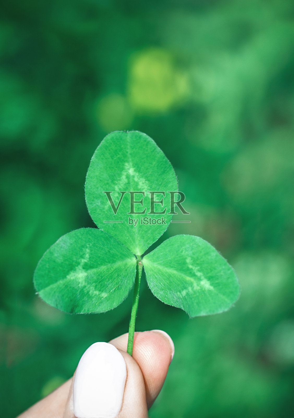 柔软的焦点绿色三叶草叶在女人的手靠近照片摄影图片