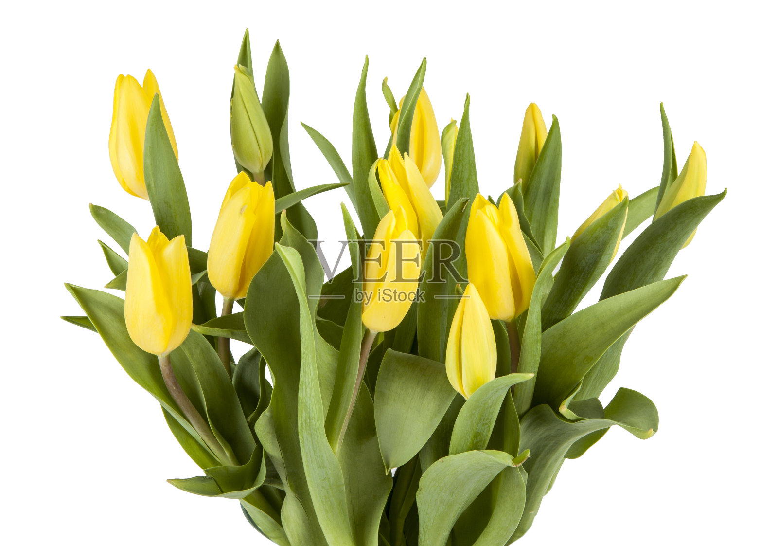 白色背景上有一束新鲜的春天郁金香。另一朵花在门廊。照片摄影图片